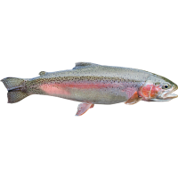 Rainbow Trout